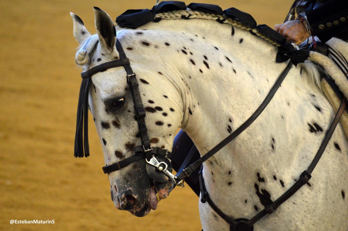 Feria del Pilar 2019, Corrida de Rejones, 5 de&nbsp;Octubre